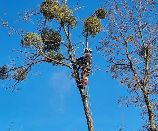 elagage-et-etetage-d-arbre-77-1