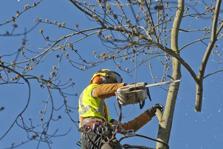 elagage-et-etetage-d-arbre-77-4